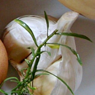 How To Peel A Garlic Head