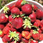 Fresh Strawberries