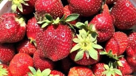 Picked strawberries PT