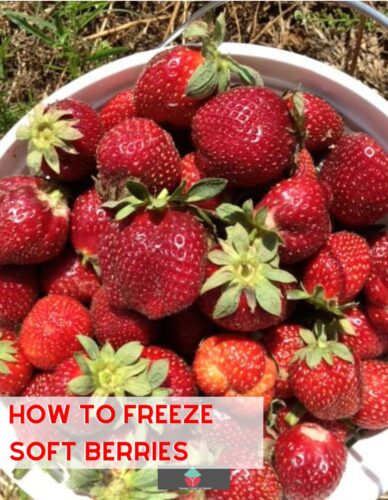 How To Freeze Soft Berries. A very simple and effective guide to freezing all the wonderful fruits when they're at their juiciest, ripest and cheapest!